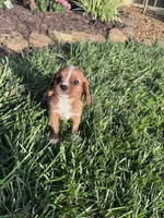 Copper, a male Cavalier King Charles Spaniel for sale in Hopkinsville, KY – 3 of 7
