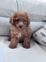 Minnie, a female Poodle - Miniature  for sale in Hopkinsville, KY – 3 of 7