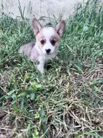 Biscuit, a male Pembroke Welsh Corgi for sale in Hopkinsville, KY – 2 of 5
