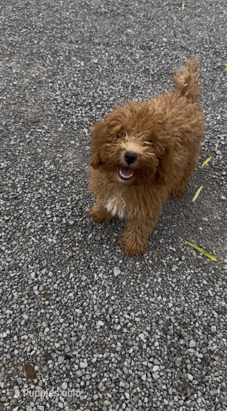 Pumpkin  – Poodle - Miniature  puppy for sale in Hopkinsville, KY