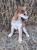 Ozzie, a male Shiba Inu for sale in Hopkinsville, KY – 5 of 5