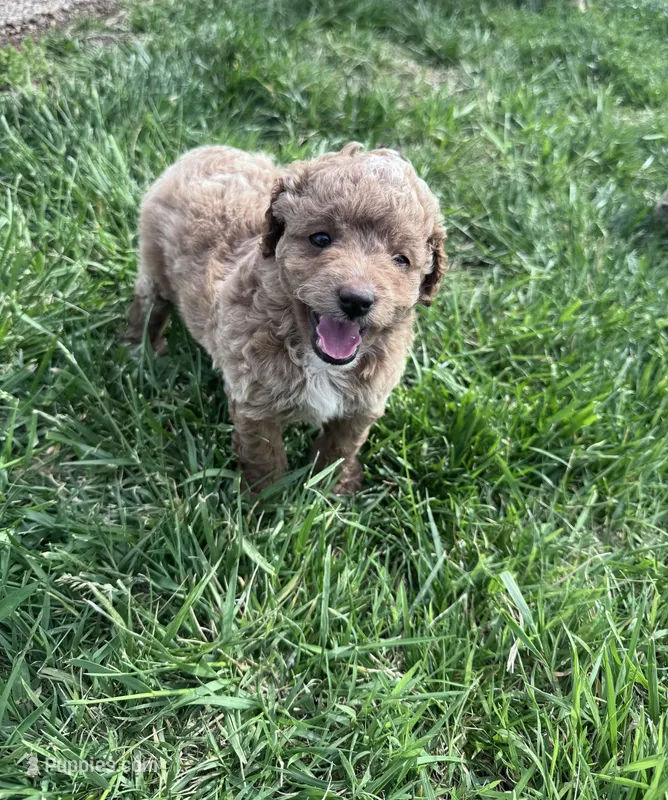 Buddy – Cockapoo puppy for sale in Hopkinsville, KY