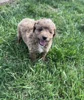 Buddy, a male Cockapoo for sale in Hopkinsville, KY – Photo 1 of 5