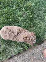 Buddy, a male Cockapoo for sale in Hopkinsville, KY – Photo 5 of 5