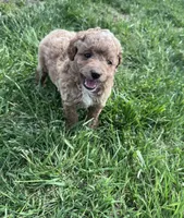 Buddy, a male Cockapoo for sale in Hopkinsville, KY – Photo 3 of 5