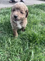 Buddy, a male Cockapoo for sale in Hopkinsville, KY – Photo 4 of 5