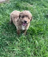 Buddy, a male Cockapoo for sale in Hopkinsville, KY – Photo 2 of 5