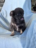 Bella, a female Chihuahua for sale in Hopkinsville, KY – 5 of 8