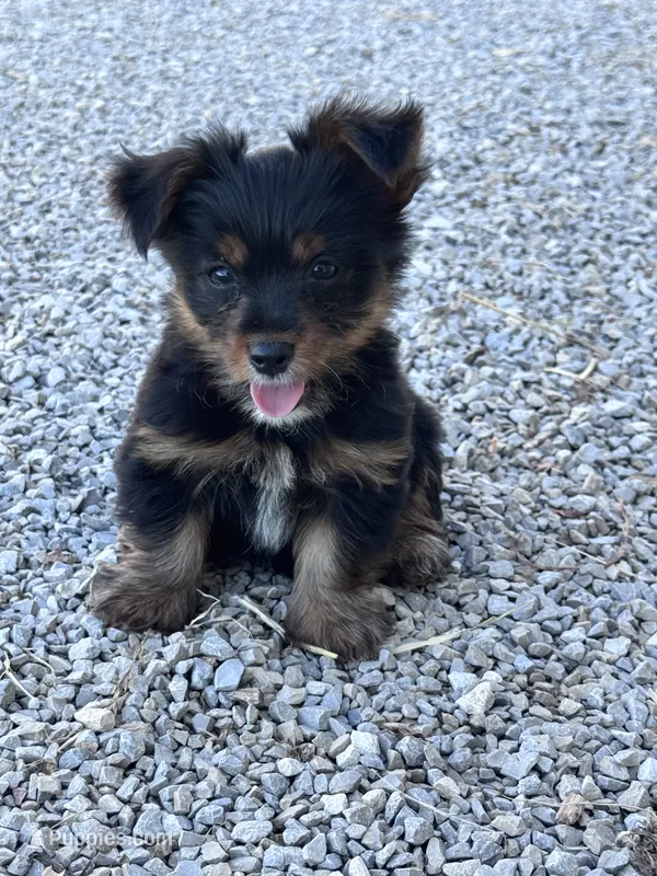 Yogi – Yorkshire Terrier puppy for sale in Hopkinsville, KY