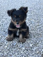 Yogi, a male Yorkshire Terrier for sale in Hopkinsville, KY – 2 of 6