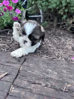 Cookie, a female Shih Tzu for sale in Hopkinsville, KY – 4 of 8