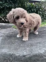 Sofia, a female Havapoo for sale in Hopkinsville, KY – 5 of 6