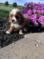 Charlie, a male Cavapoo for sale in Hopkinsville, KY – 2 of 6