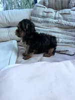 Ziggy, a male Yorkshire Terrier for sale in Hopkinsville, KY – 7 of 8