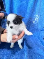 Bandit, a male Chihuahua for sale in Hopkinsville, KY – Photo 6 of 6