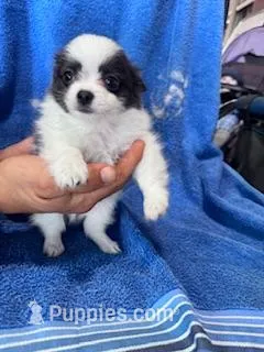 Bandit, a male Chihuahua for sale in Hopkinsville, KY – Photo 1 of 6