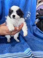 Bandit, a male Chihuahua for sale in Hopkinsville, KY – Photo 1 of 6
