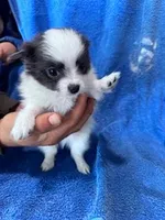 Bandit, a male Chihuahua for sale in Hopkinsville, KY – Photo 3 of 6
