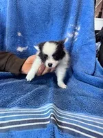 Bandit, a male Chihuahua for sale in Hopkinsville, KY – Photo 4 of 6