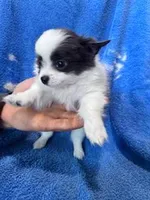 Bandit, a male Chihuahua for sale in Hopkinsville, KY – Photo 5 of 6