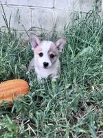 Cooper, a male Pembroke Welsh Corgi for sale in Hopkinsville, KY – 2 of 5