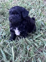 Suzie, a female Havapoo for sale in Hopkinsville, KY – 2 of 7