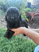 Shadow, a male Chipoo for sale in Hopkinsville, KY – 1 of 5