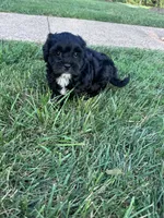The sweetest boy on earth, a male Shihpoo for sale in Hopkinsville, KY – 2 of 7