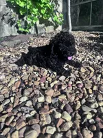 Pepper, a male Poodle - Miniature  for sale in Hopkinsville, KY – 5 of 7