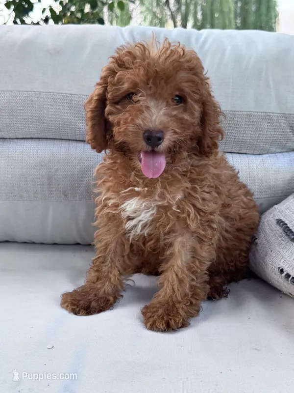 Pumpkin  – Poodle - Miniature  puppy for sale in Hopkinsville, KY