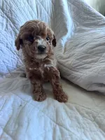 processed/8776a259-722b-4492-bcc8-97f70ed4d883/listing/8fe54a52-6263-43c7-a921-3d64b650ffe4/6b159f7f-36a1-48db-8c4e-4a138bc41397