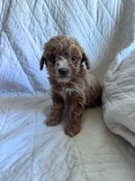 processed/8776a259-722b-4492-bcc8-97f70ed4d883/listing/8fe54a52-6263-43c7-a921-3d64b650ffe4/d0f7e32a-7ffe-455e-8036-cdf8ad4fbd4f