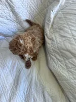 processed/8776a259-722b-4492-bcc8-97f70ed4d883/listing/8fe54a52-6263-43c7-a921-3d64b650ffe4/f11bb190-a372-4de5-ba0d-2bb3891c1fa2