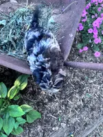 Patches, a female Chipoo for sale in Hopkinsville, KY – 2 of 5