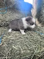 Dunplin, a male Pembroke Welsh Corgi for sale in Hopkinsville, KY – Photo 5 of 5