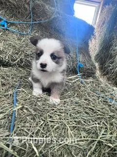 Dunplin – Pembroke Welsh Corgi puppy for sale in Hopkinsville, KY