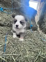 Dunplin, a male Pembroke Welsh Corgi for sale in Hopkinsville, KY – Photo 2 of 5