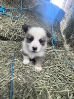 Dunplin, a male Pembroke Welsh Corgi for sale in Hopkinsville, KY – Photo 3 of 5