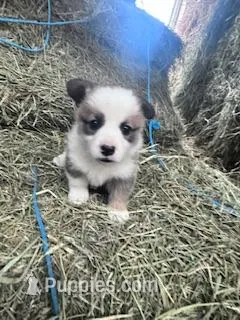 Dunplin – Pembroke Welsh Corgi puppy for sale in Hopkinsville, KY