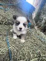 Dunplin, a male Pembroke Welsh Corgi for sale in Hopkinsville, KY – Photo 1 of 5