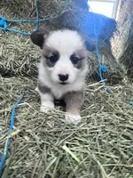 Dunplin, a male Pembroke Welsh Corgi for sale in Hopkinsville, KY – Photo 4 of 5