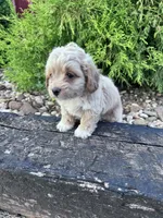 Daisy, a female Cockapoo for sale in Hopkinsville, KY – 2 of 5