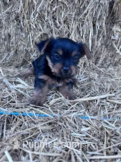 Lucy – Yorkshire Terrier puppy for sale in Hopkinsville, KY