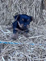 Lucy, a female Yorkshire Terrier for sale in Hopkinsville, KY – 1 of 5