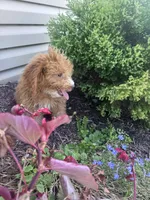 Yeti , a male Yorkipoo for sale in Hopkinsville, KY – 3 of 6