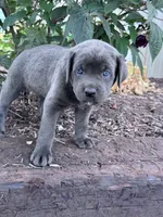 Lucy, a female Cane Corso for sale in Hopkinsville, KY – 5 of 5