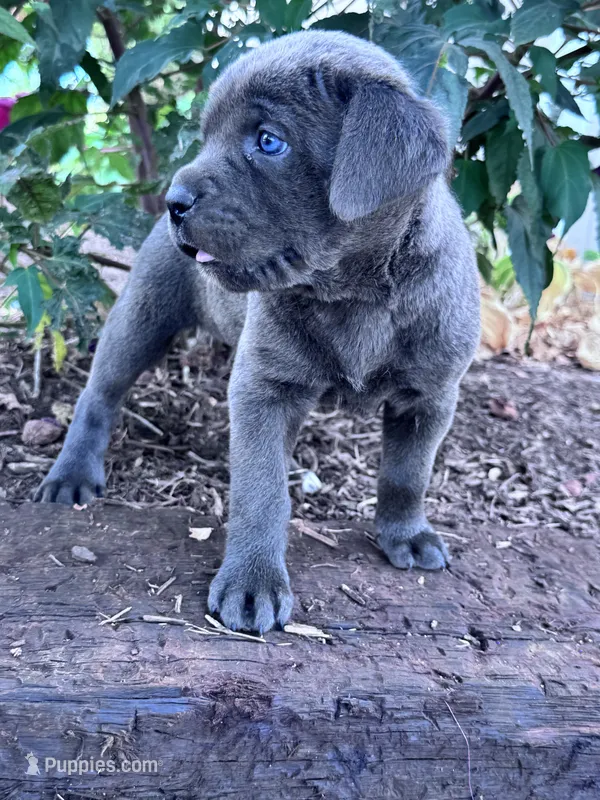Lucy – Cane Corso puppy for sale in Hopkinsville, KY