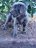 Lucy, a female Cane Corso for sale in Hopkinsville, KY – 3 of 5