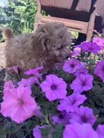 Skippy skip, a male Chipoo for sale in Hopkinsville, KY – 2 of 5