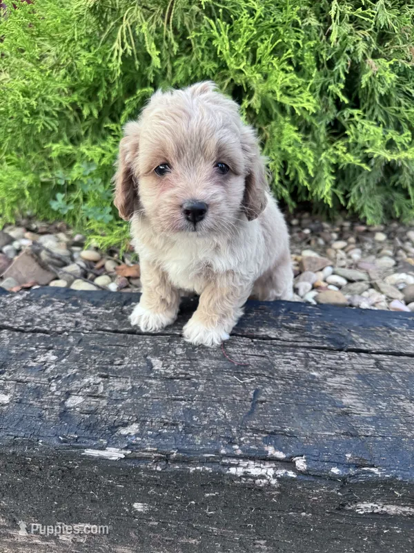Daisy – Cockapoo puppy for sale in Hopkinsville, KY